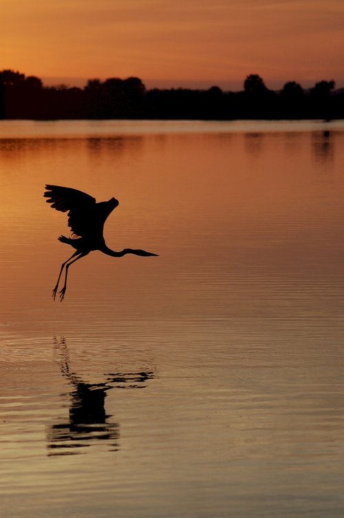 heron  sunset  great