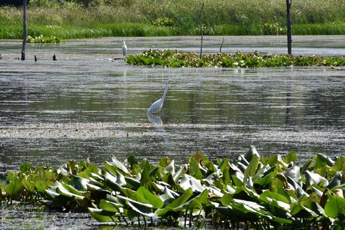 heron  blue  bird