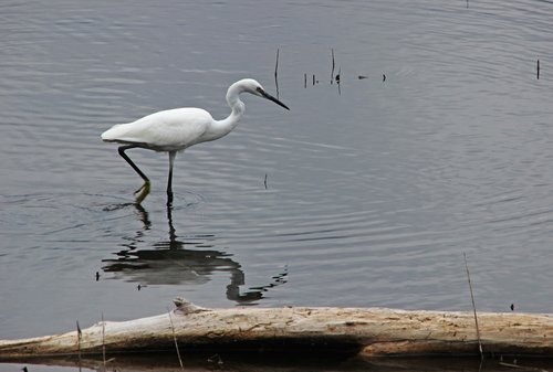 heron  little egret  nature