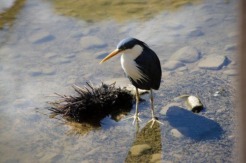 heron  pied heron  bird