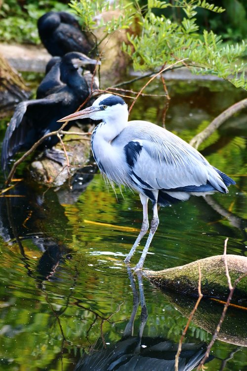 heron  waterfowl  nature