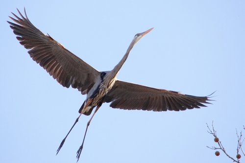 heron  great blue  flying