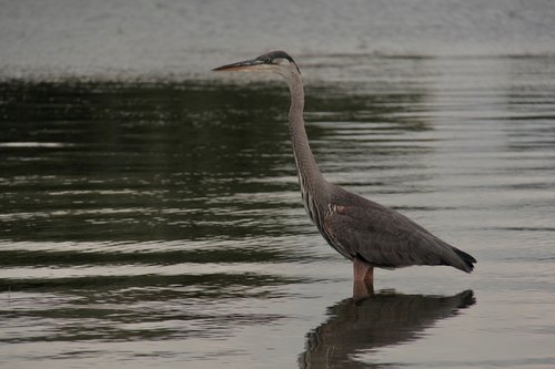 heron  lake ontario  fishing