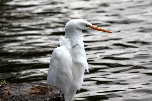 heron  lake  nature