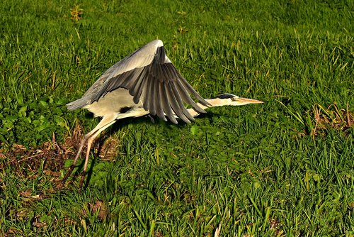 heron  wading bird  animal