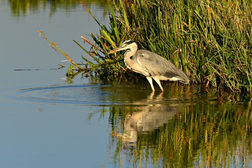 heron  wading bird  animal