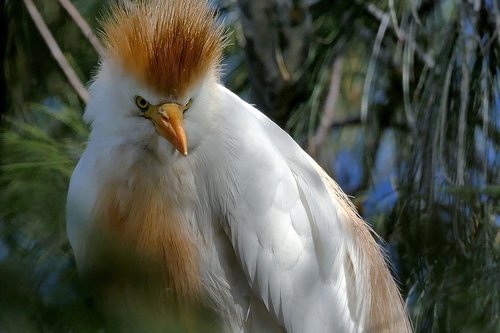 heron  cattle egret  bird