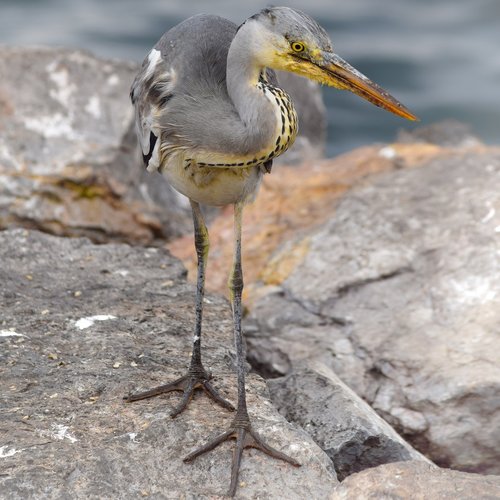 heron  animal  nature