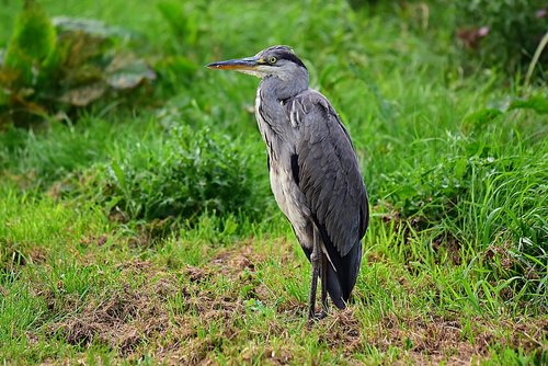 heron  wading bird  animal