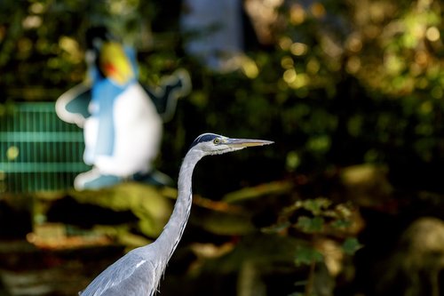 heron  bird  nature