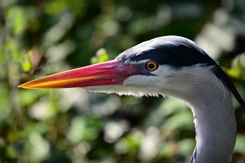 heron  wading bird  animal