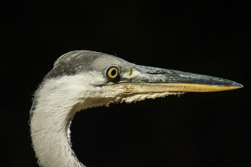heron  ave  peak