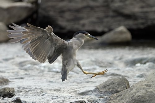 heron  animal  plumage