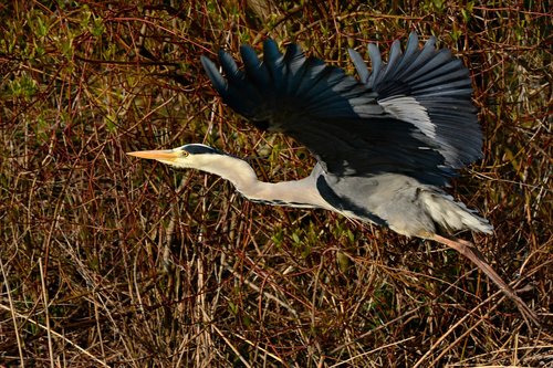 heron  wading bird  animal