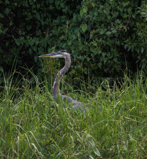 heron bird wildlife