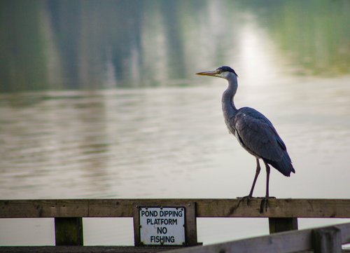 heron  blue heron  no fishing