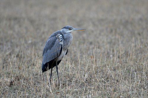 heron  ashy  plumage