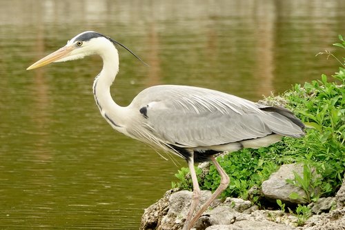 heron  bird  nature