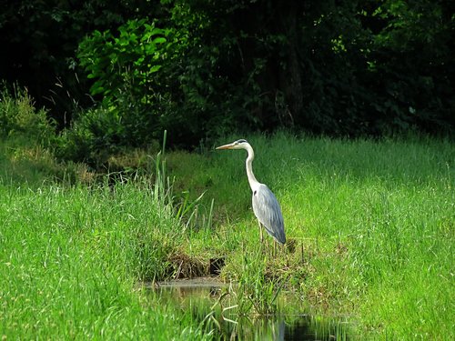 heron  environment  water