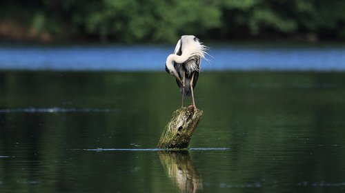 heron  lake  water