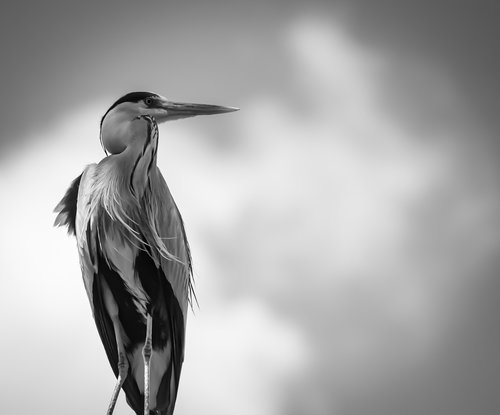 heron  bird  sky