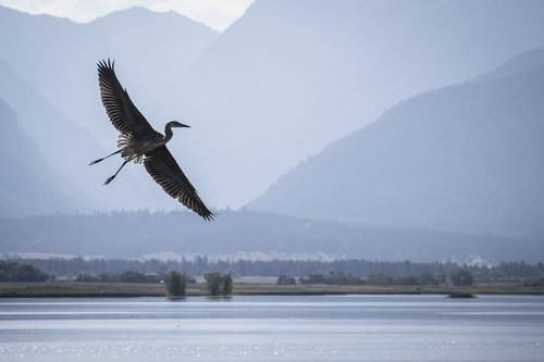 heron  flying  wildlife