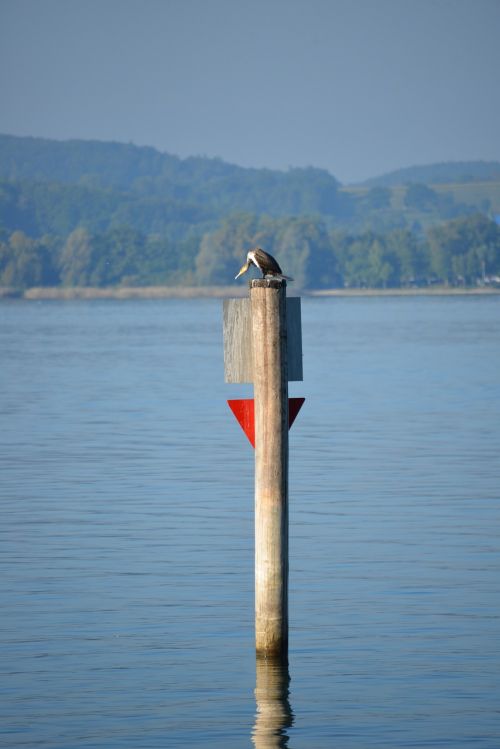 heron bird lake constance