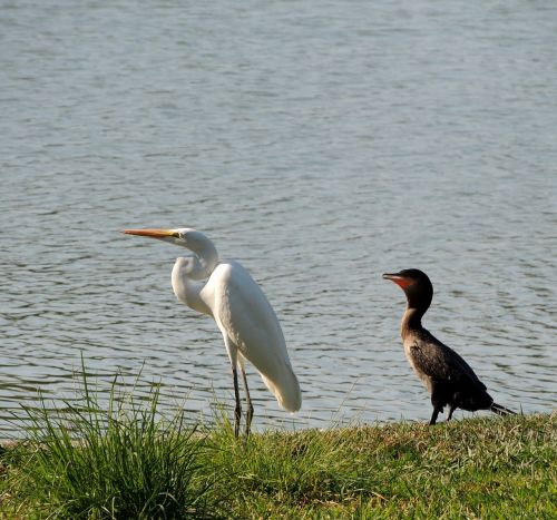 heron birds lake