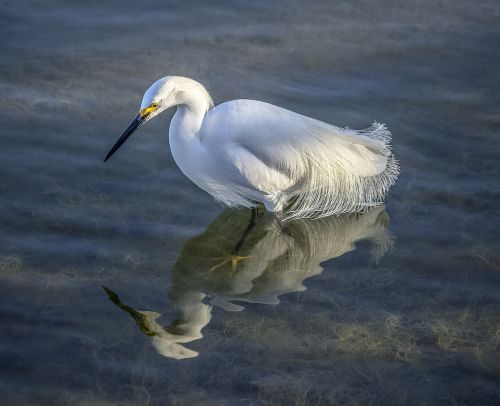 heron bird feather