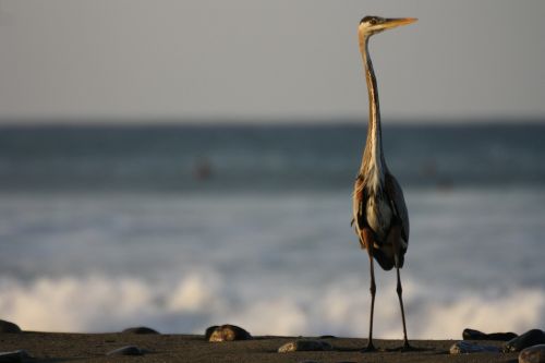 heron beach nature
