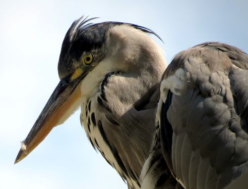 heron bird animal