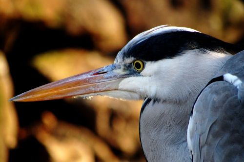 heron bird water