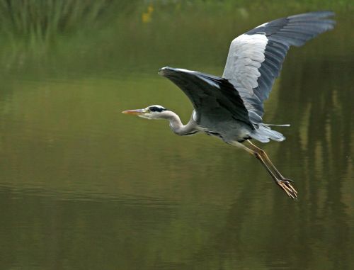 heron flight eastern