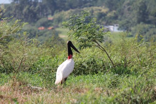 heron bird tropical birds