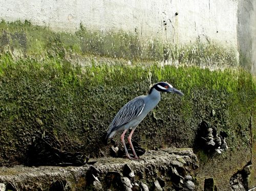 heron water bird bird