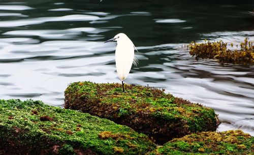 heron bird hai bian