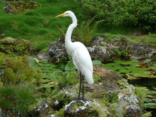 heron white bird