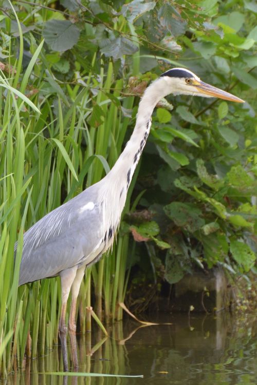 heron bird babu