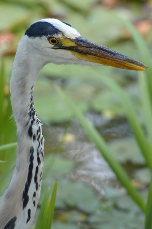 heron bird babu