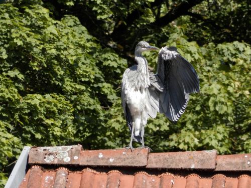 heron bird roof