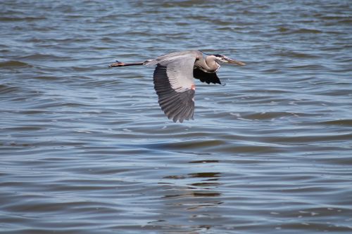 heron bird flight