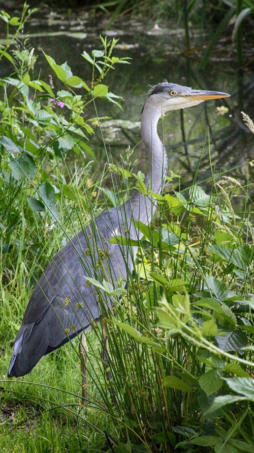 heron nature summer