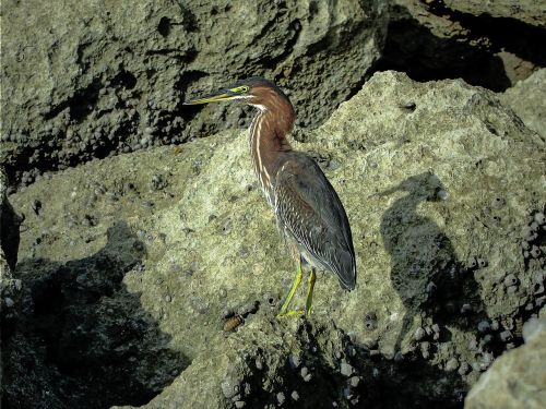 heron water bird costa