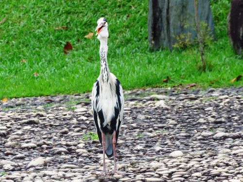 heron bird bird nature