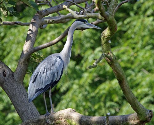 Heron Bird In Tree