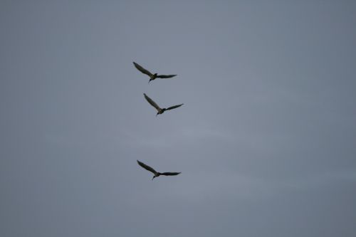 Heron Birds In Flight