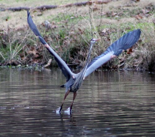 Herons