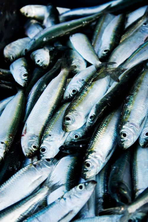 herring fish port