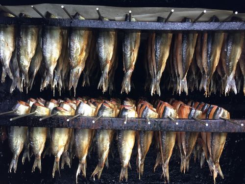 herring smoking fish