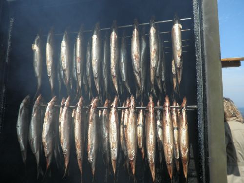 herring fischraeucherei fish